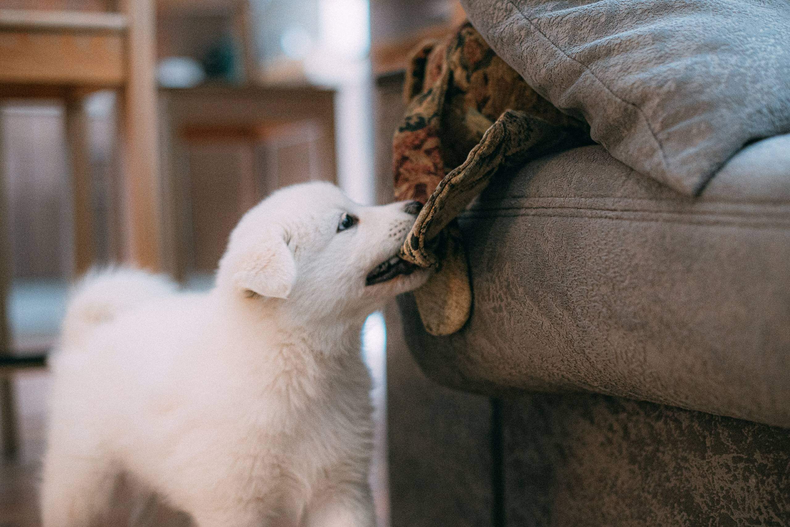Why Do Dogs Circle Before Pooping?